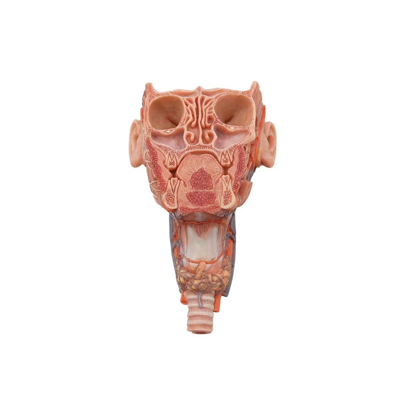 Soft Posterior View of Pharynx and Coronal Section of Facial Anatomy Model Soft Posterior View of Pharynx and Coronal Section of Facial Anatomy Model