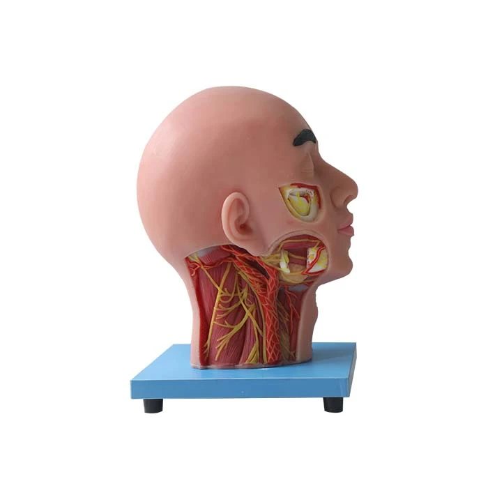 head anatomy model head anatomy model