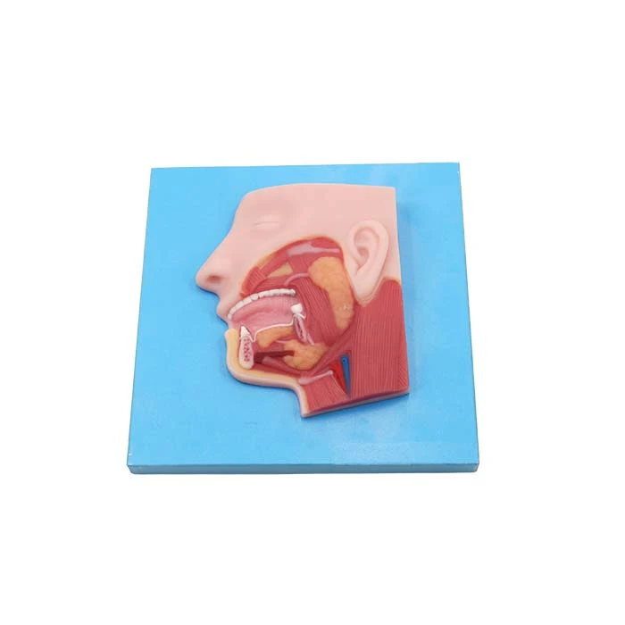 salivary glands salivary glands