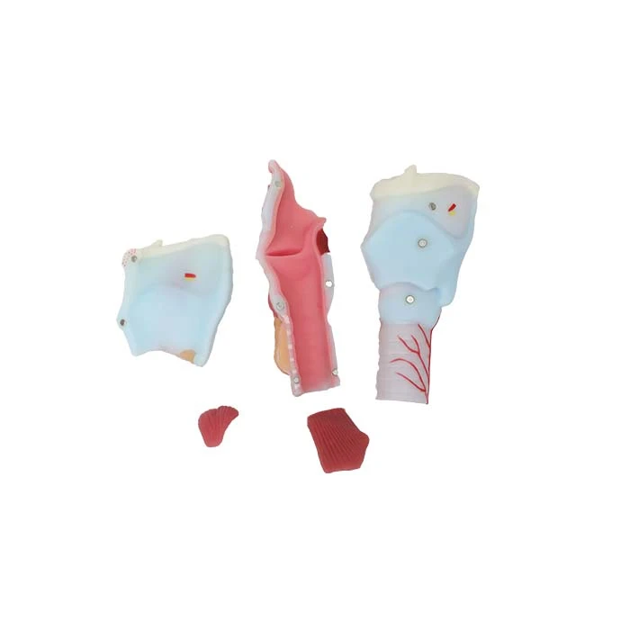 human larynx anatomy model human larynx anatomy model
