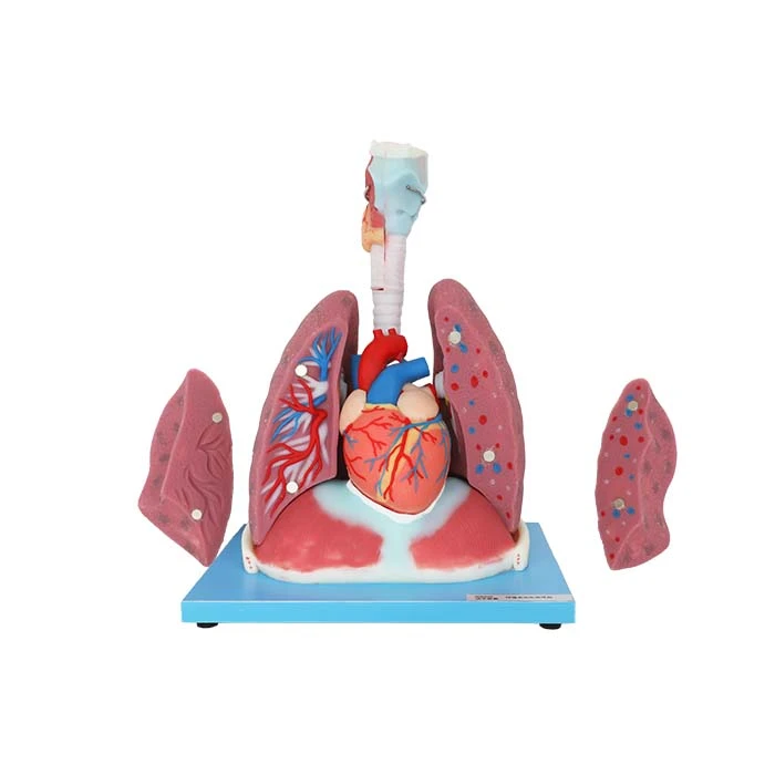 heart lung model heart lung model