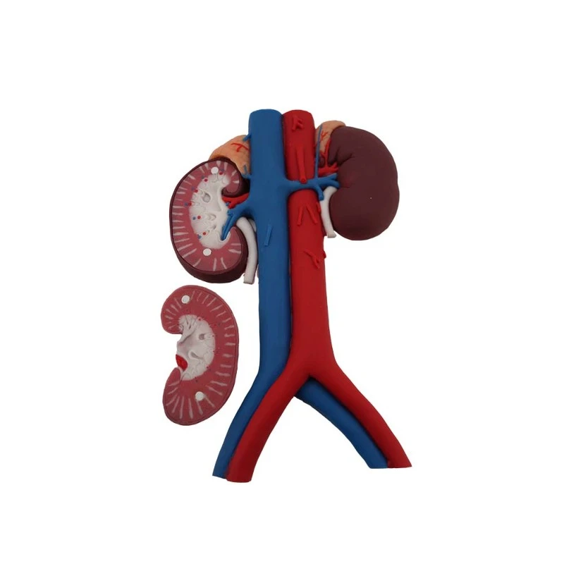 Silicone Blood Vessels of Kidney Anatomical Model Silicone Blood Vessels of Kidney Anatomical Model