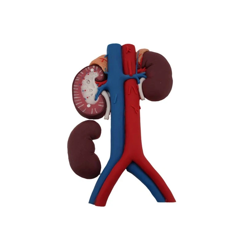 Blood Vessels of Kidney Anatomical Model Blood Vessels of Kidney Anatomical Model