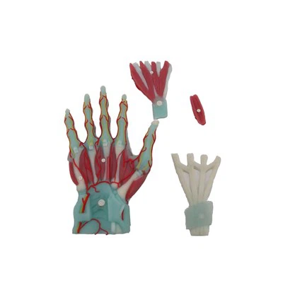Silicone Muscles Of Hand Model